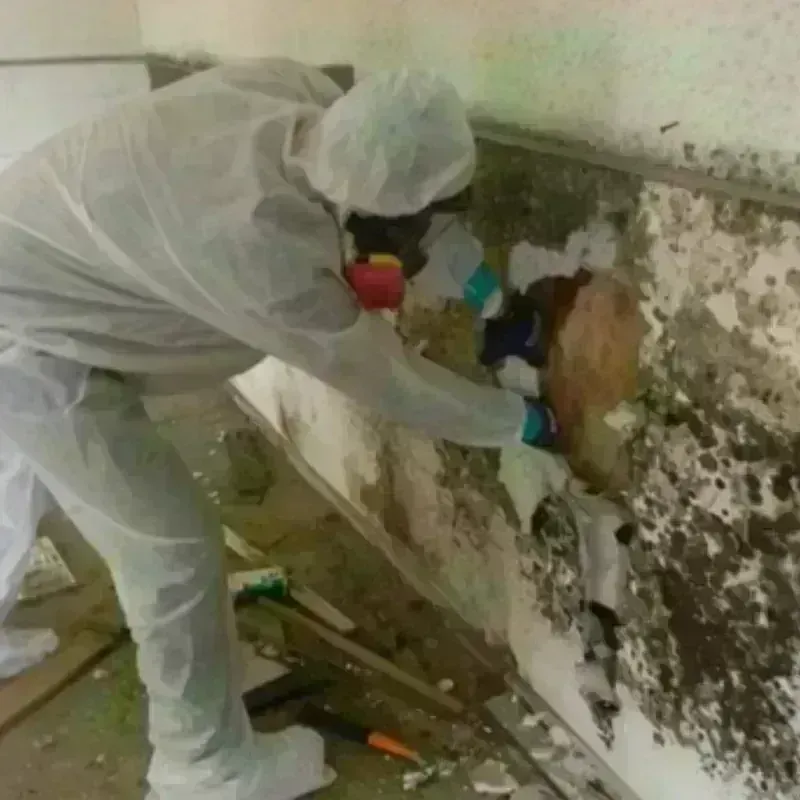 Mold Remediation and Removal in Howey-in-the-Hills, FL